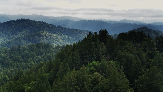 a-hilly-forest-landscape-illustrating-the-wilo-megatrend-climate-change